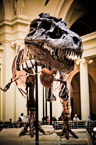 sue the tyrannosaurus rex