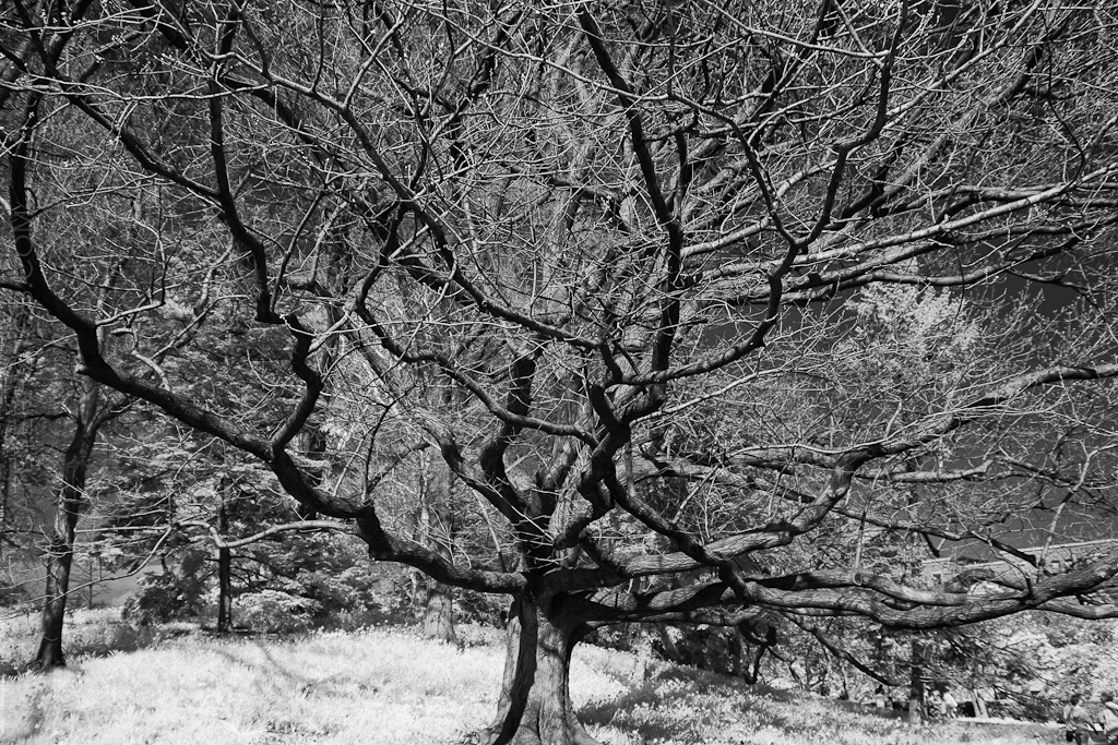 BBG Infrared