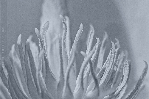 Brooklyn Botanical Garden - Infrared