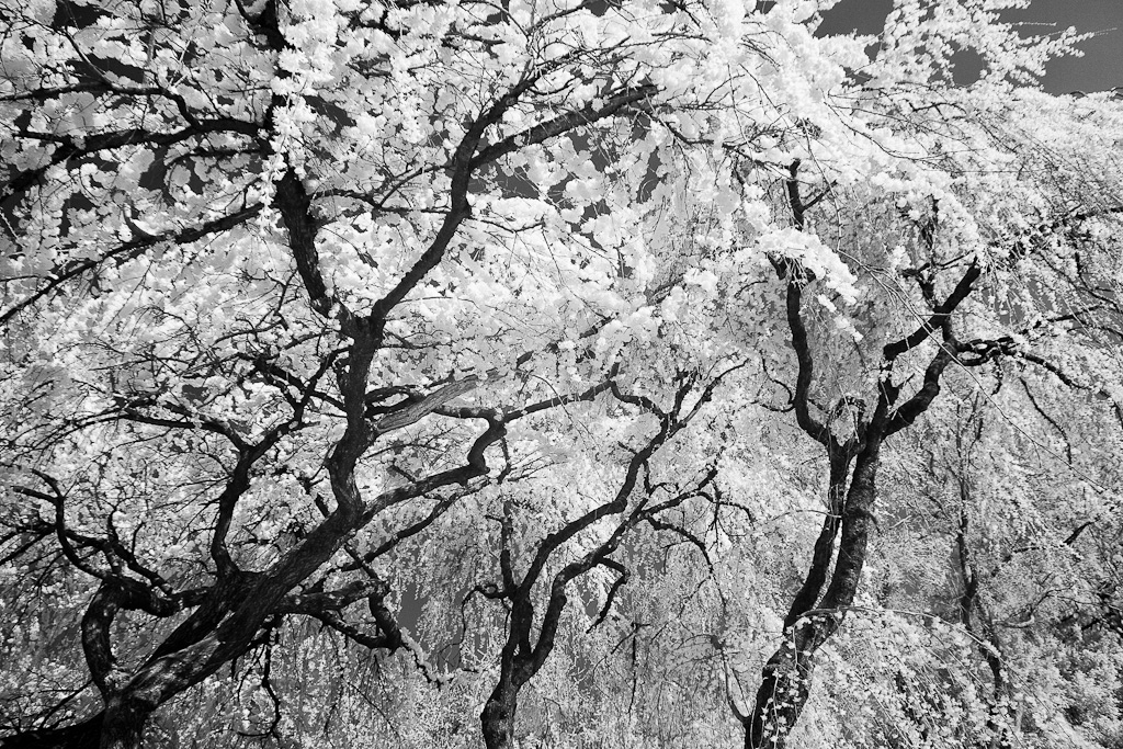 BBG Infrared
