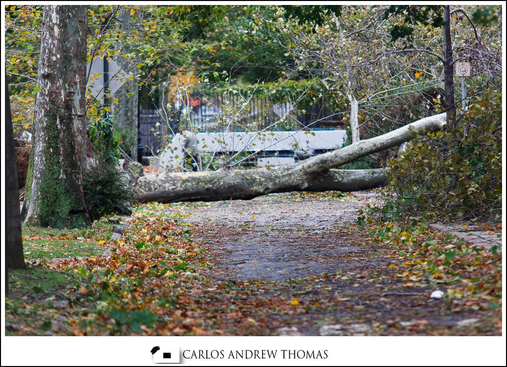 Downed trees Midwood Brooklyn Hurricane_Sandy_Aftermath_Brooklyn_NYC