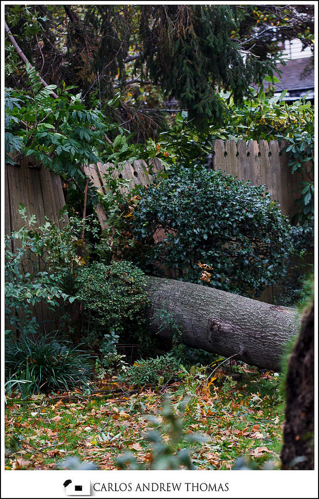 Trees crashed through a fence in Brooklyn Hurricane_Sandy_Aftermath_Brooklyn_NYC-036.jpg